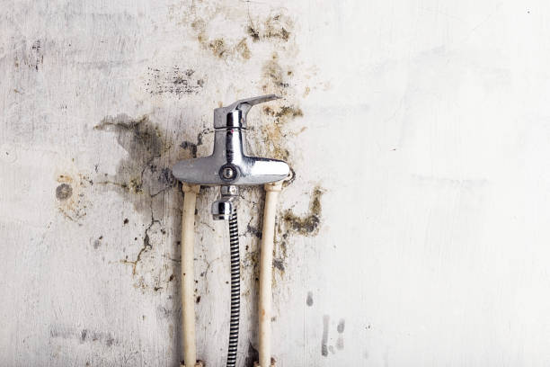 Best Mold Testing  in Mercedes, TX