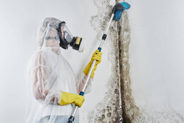 Best Mold Remediation  in Mercedes, TX