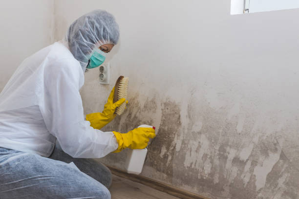 Trusted Mercedes, TX Mold Removal Experts