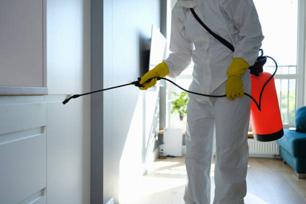 Office Mold Removal Services in Mercedes, TX