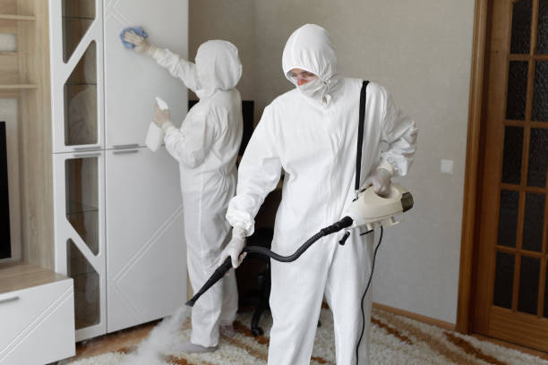 Best Toxic Mold Removal  in Mercedes, TX