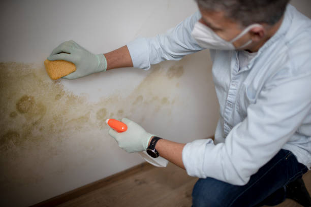 Best Mold Removal Specialists  in Mercedes, TX