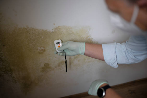 Best Certified Mold Removal  in Mercedes, TX