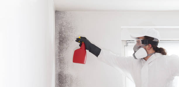 Attic Mold Removal in Mercedes, TX