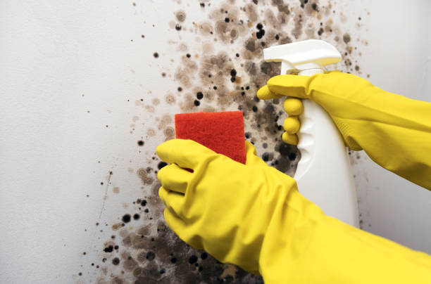 Best Professional Mold Removal  in Mercedes, TX