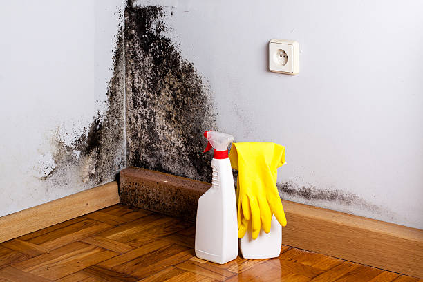 Certified Mold Removal in Mercedes, TX