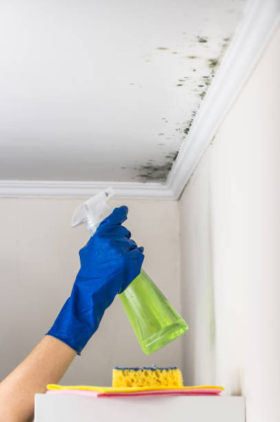 Best Local Mold Removal Service  in Mercedes, TX