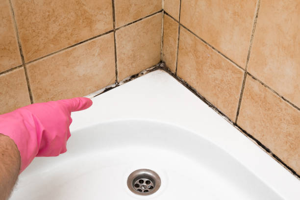 Best Mold Removal Company Near Me  in Mercedes, TX