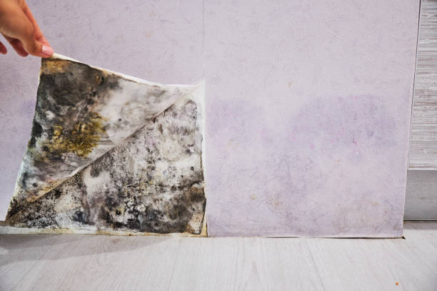Best Mold Damage Repair  in Mercedes, TX